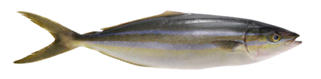 Rainbow Runner (Sunglir)